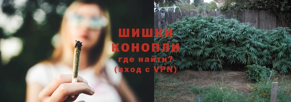 прущие грибы Аркадак