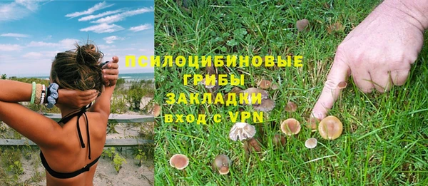 прущие грибы Аркадак